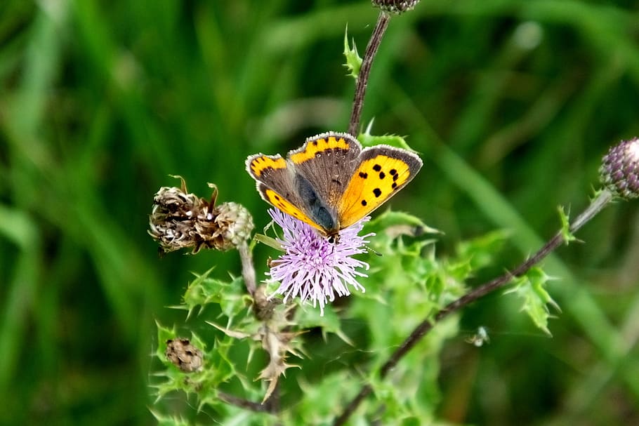 small copper, butterfly, nature, flower, plant, flowering plant HD wallpaper