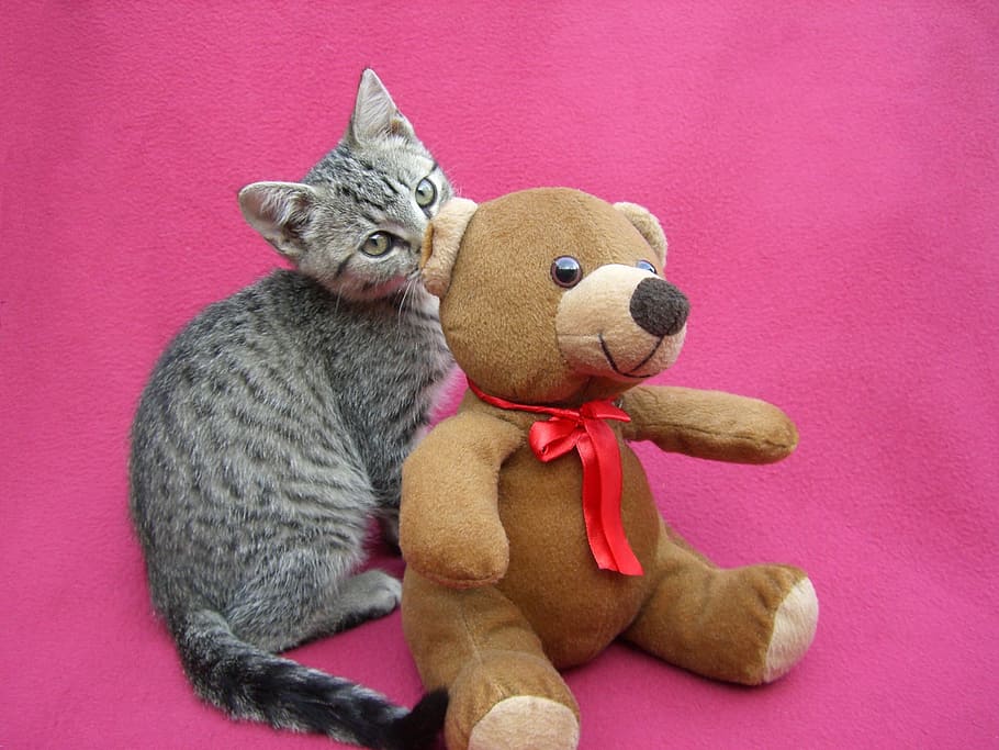 kitten, pet, toy, bear, stuffed, animal, cat, stuffed toy, teddy bear HD wallpaper