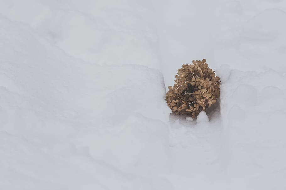 Close up of a round ball of dried flowers fallen on white snow