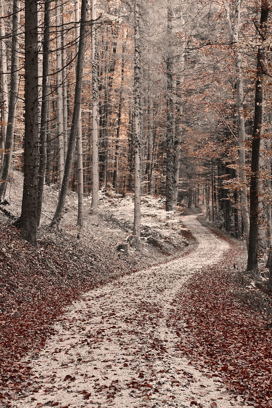 away, forest, autumn, trees, mood, fall foliage, land, tree trunk HD wallpaper