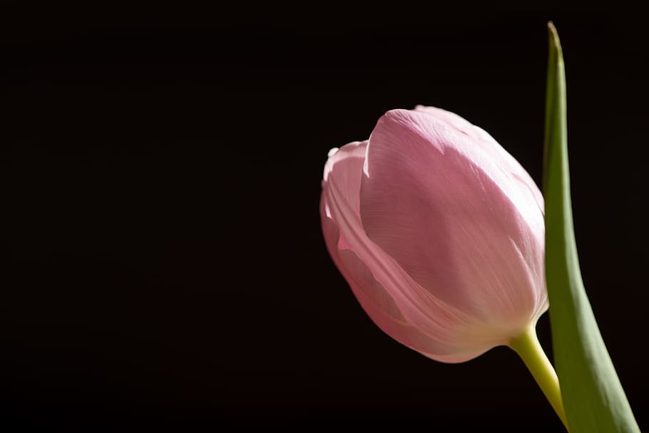 tulip, pink, flower, spring flower, schnittblume, floristry, HD wallpaper