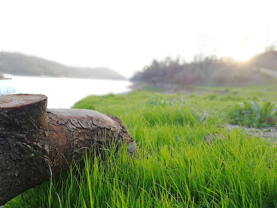 Selective Focus Photography of Brown Tree Trunk Near Green Grass Field HD wallpaper
