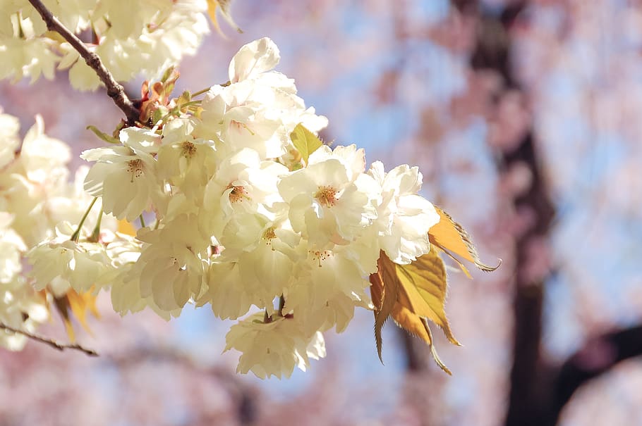 natural, landscape, japan, spring, flowers, cherry blossoms HD wallpaper