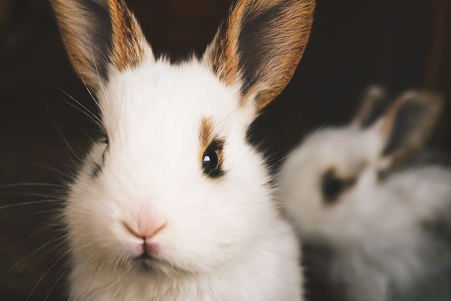 Cute Rabbits, animals, bunny, ears, young, mammal, animal themes, HD wallpaper