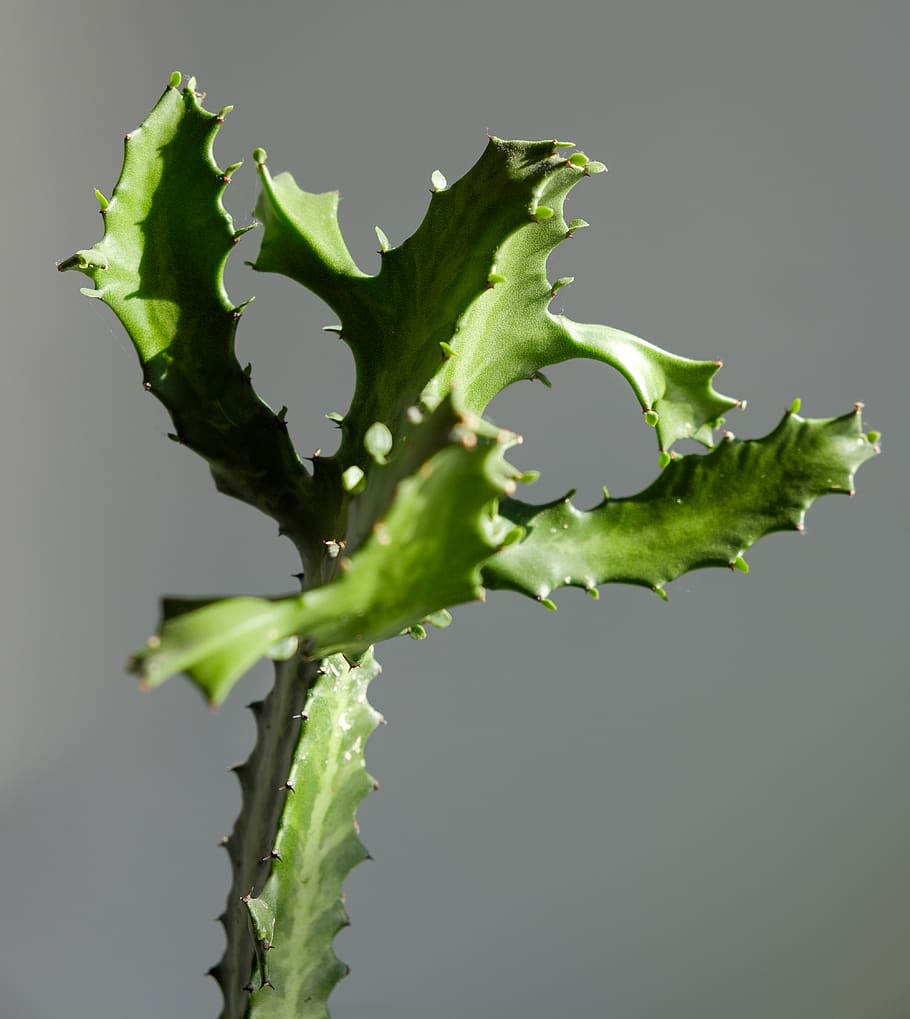 plant, aloe, leaf, green, cactus, background, cacteae, cacti HD wallpaper