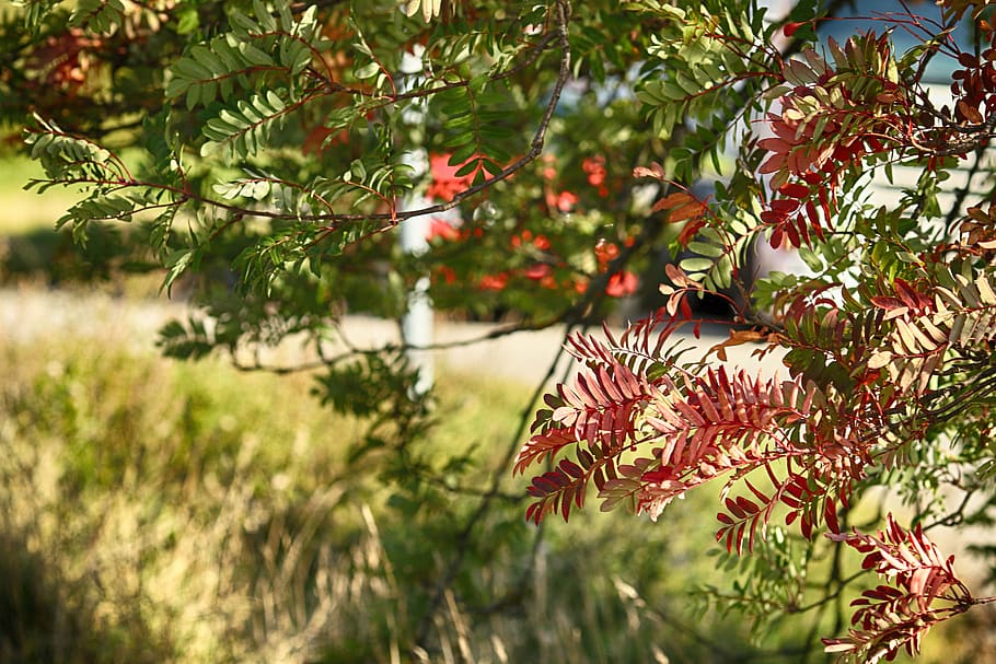 tree, autumn, leaves, fall, nature, red, plant, growth, no people HD wallpaper