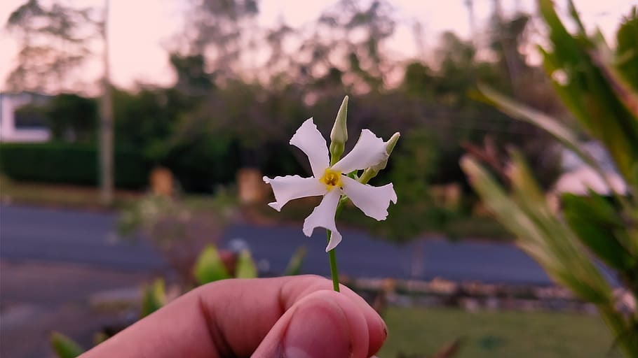 flower, bokeh, human hand, flowering plant, human body part HD wallpaper
