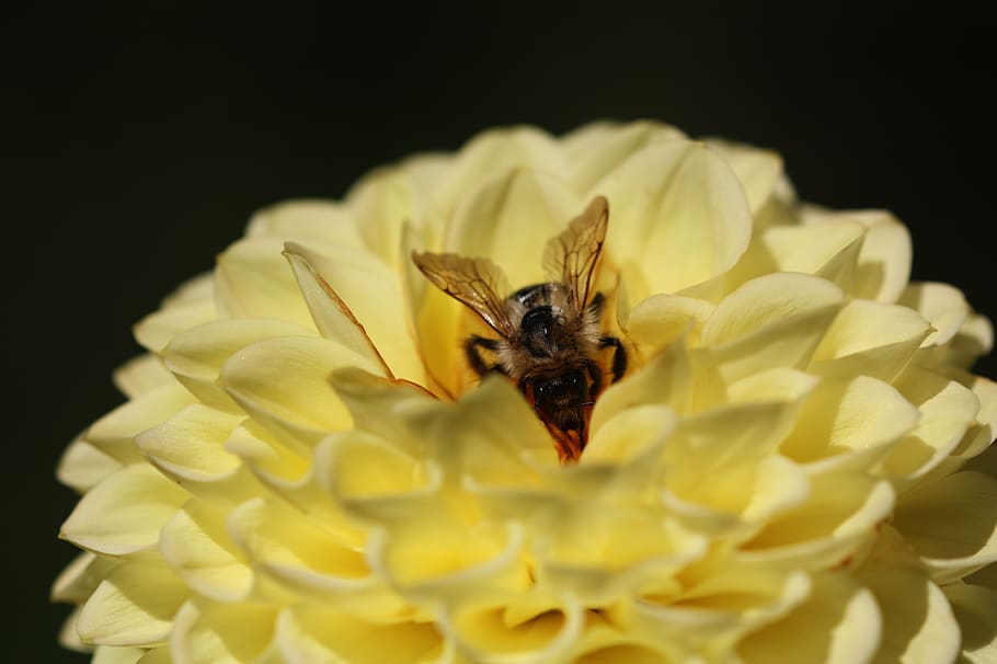 flower, summer, bee, nature, blossom, bloom, garden, season HD wallpaper