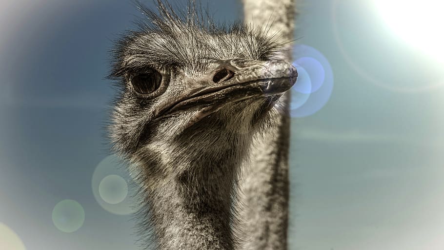 strauss, bird, head, animal, flightless bird, animal world HD wallpaper
