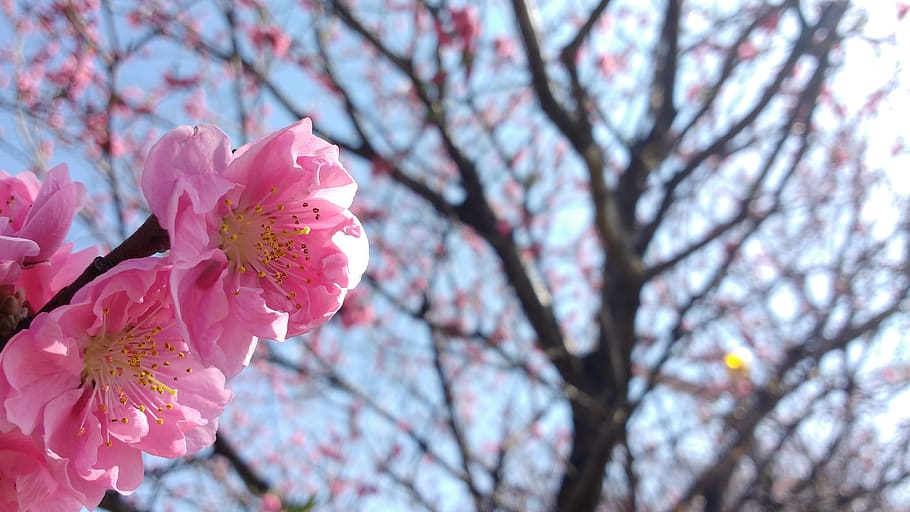 pink, cherry, blossoms, japan, flowers, nature, flowering plant HD wallpaper