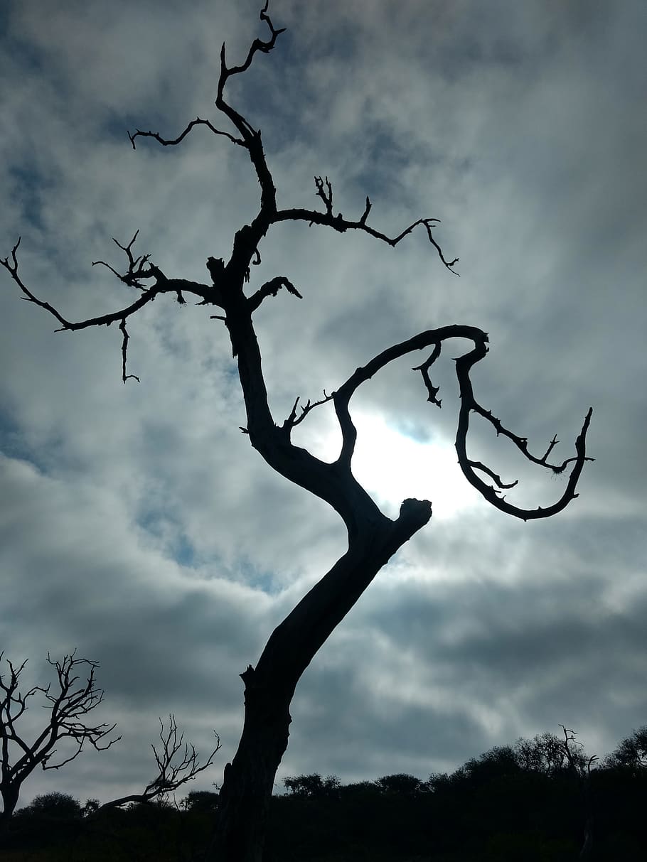 tree, nature, wood, silhouette, outdoors, sky, landscape, branch, HD wallpaper