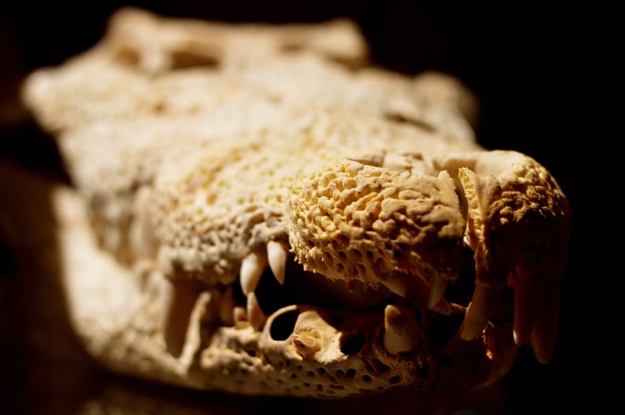 crocodile, reptile, bone, head, skeleton, skull, nature, anatomy HD wallpaper