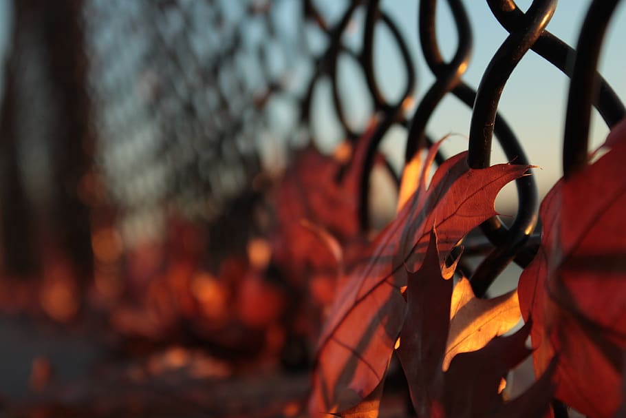 autumn, leaves, nature, fall, maple, fence, no people, leaf, HD wallpaper