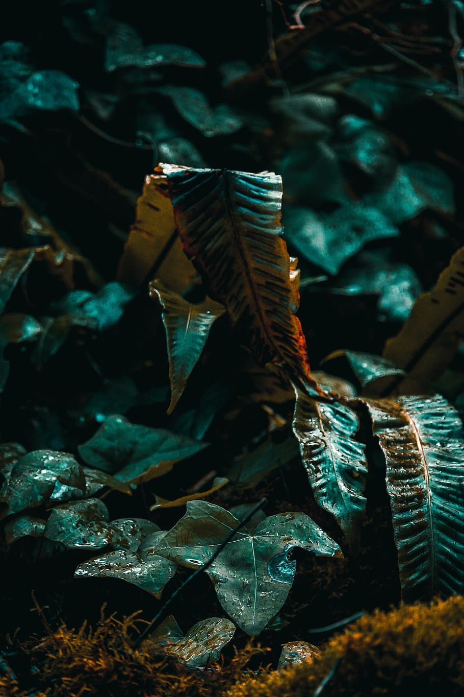 fern, green, nature, leaves, plants, texture, environment, spring HD wallpaper