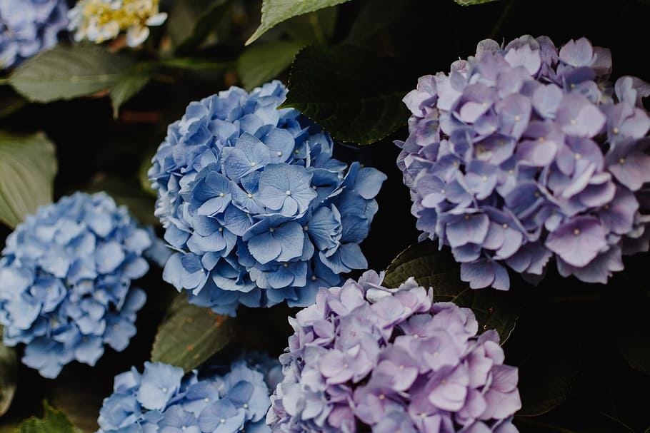 purple and blue petaled flowers, hydrangea, plant, bush, closeup HD wallpaper
