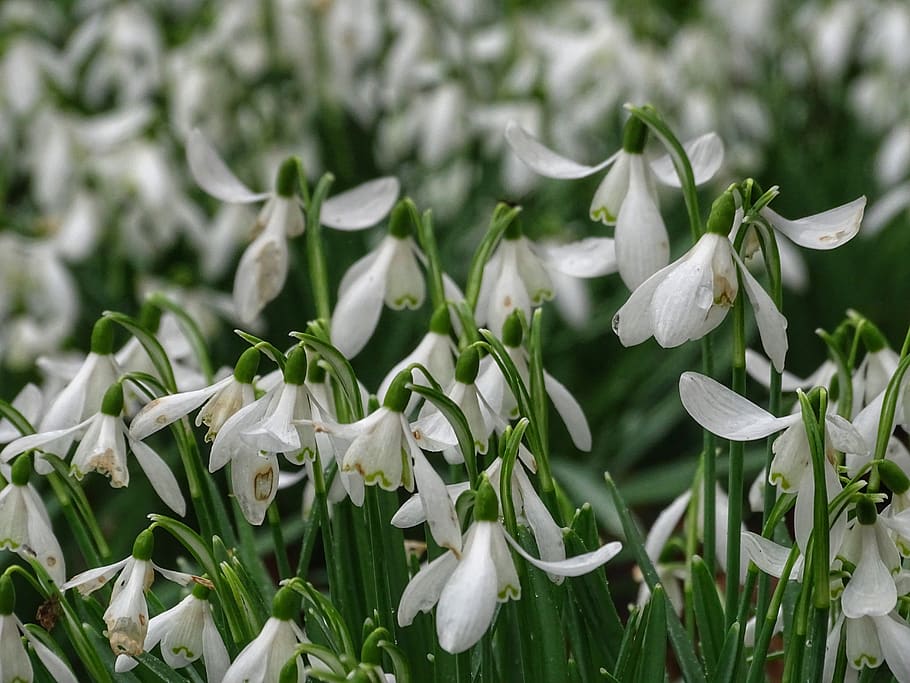 white lily of the valley fowers, plant, amaryllidaceae, blossom, HD wallpaper