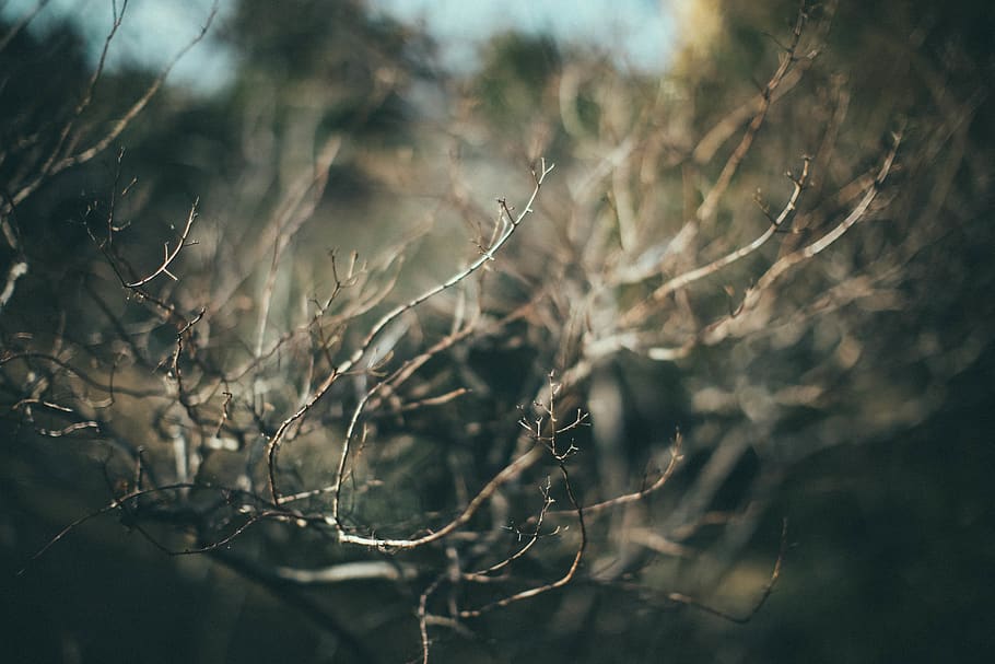 plant, no people, nature, tree, outdoors, day, selective focus HD wallpaper