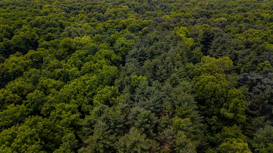 forest, ozark, ozark forest, trees, green, spring, plant, green color HD wallpaper
