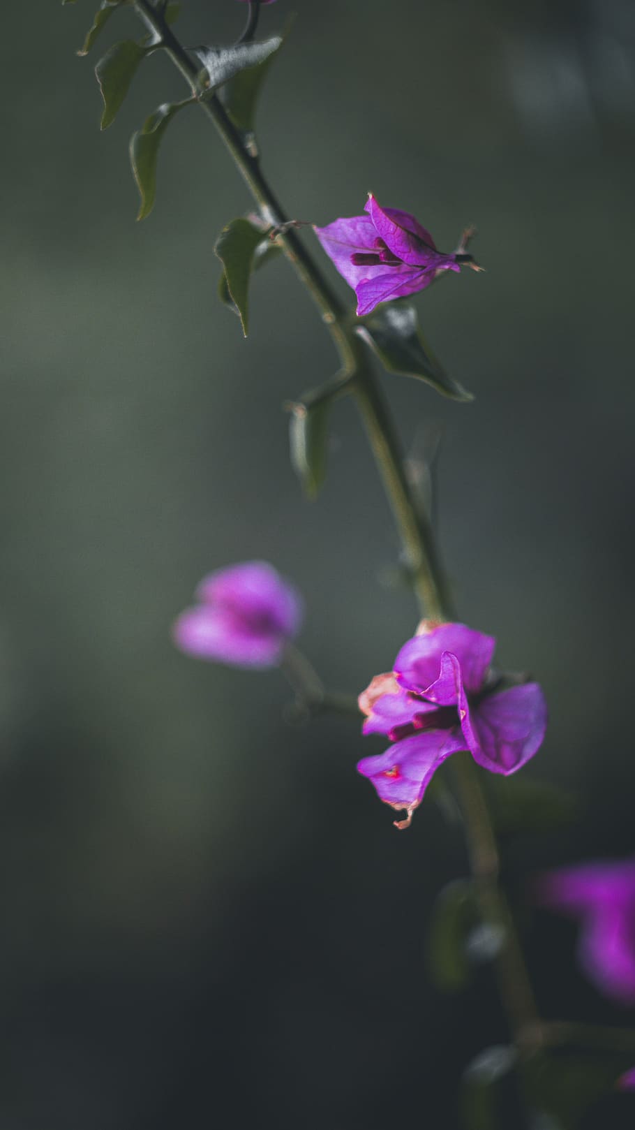 purple moth orchid, flowering plant, vulnerability, beauty in nature HD wallpaper