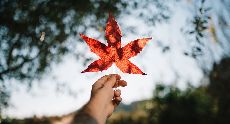 leaf, autumn, fall, nature, blur, human hand, plant part, one person HD wallpaper