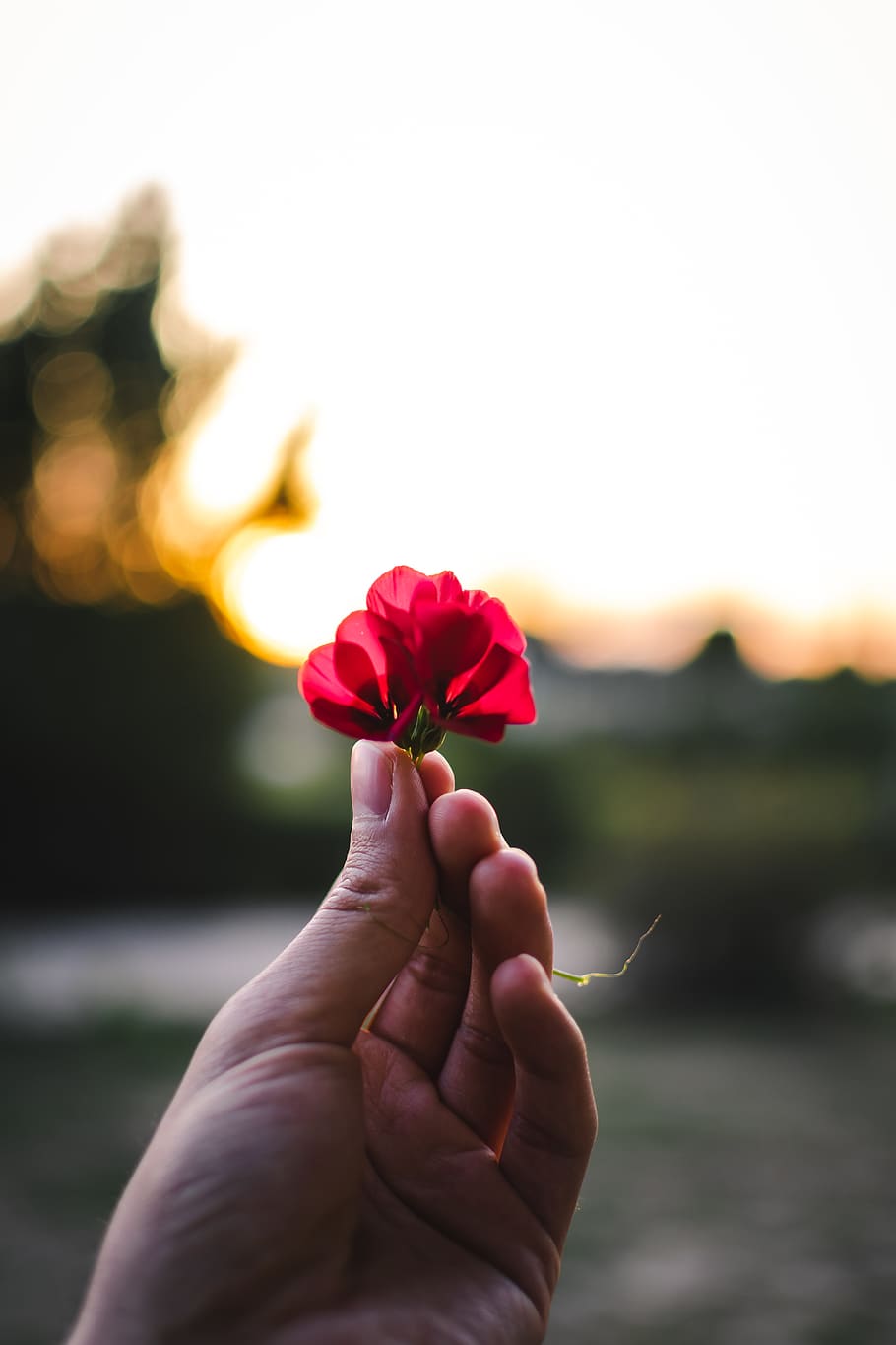 red petaled flower, flowering plant, beauty in nature, human hand HD wallpaper