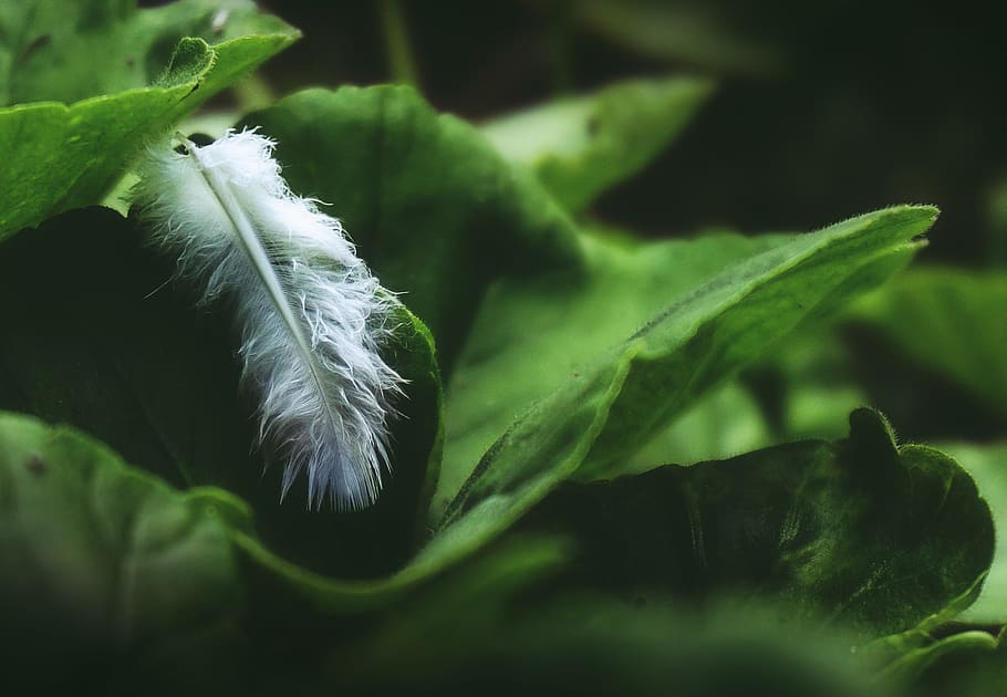 Closeup Photo of White Feather on Green Leaf, blur, close-up HD wallpaper