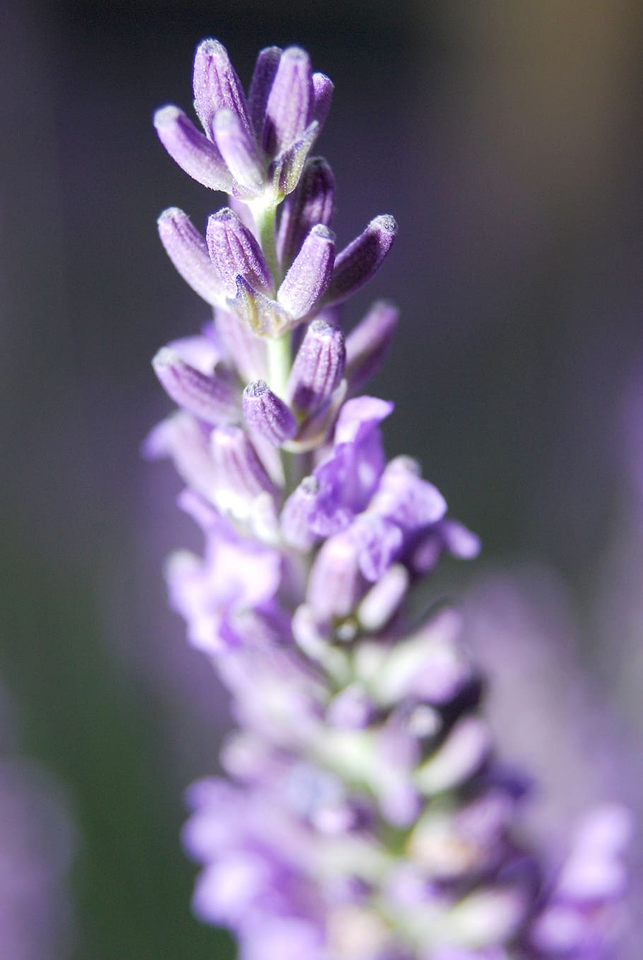 Hd Wallpaper France Le Cannet Lavender Lavande Lavandula Images, Photos, Reviews