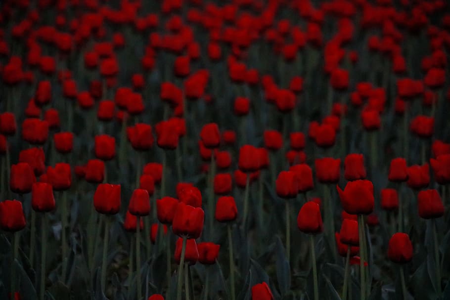 romania, timișoara, tulips, shades, deep, red, plant, flower, HD wallpaper