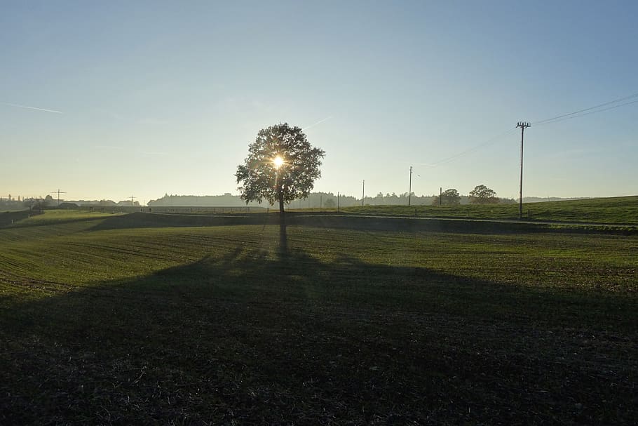 tree, lonely, longing, wide, light, atmosphere, rest, loneliness HD wallpaper