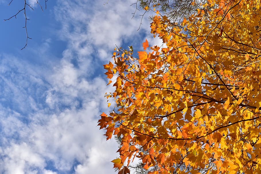 sky, cloud clouds, tree, autumn, nature, fall, leaves, orange HD wallpaper