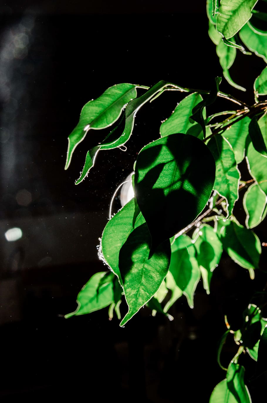 leaf, plant, flower, tree, blossom, acanthaceae, germany, augsburg HD wallpaper