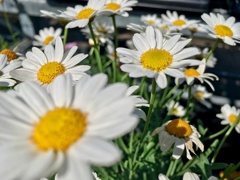 flower, flowering plant, freshness, beauty in nature, growth HD wallpaper