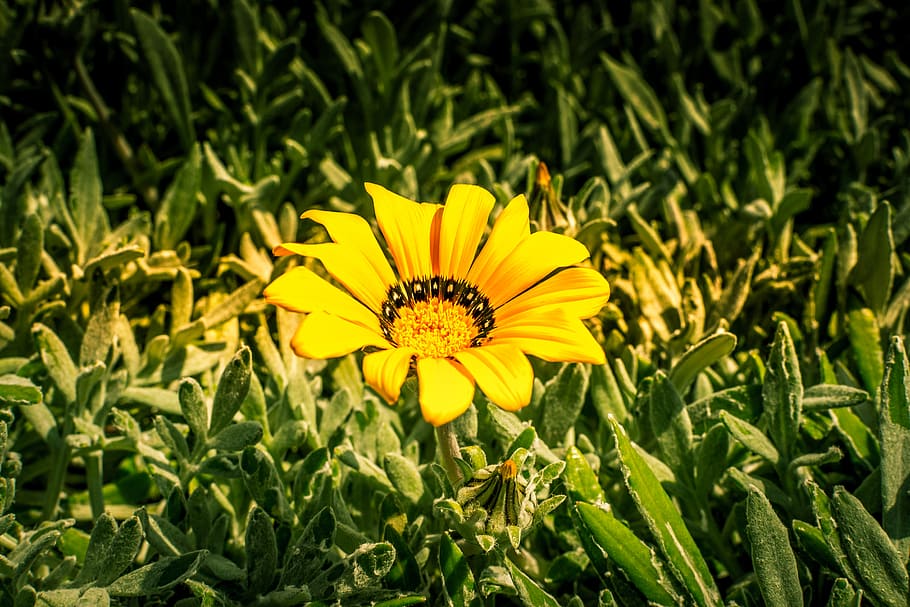 flower, yellow, flowering plant, freshness, growth, fragility HD wallpaper
