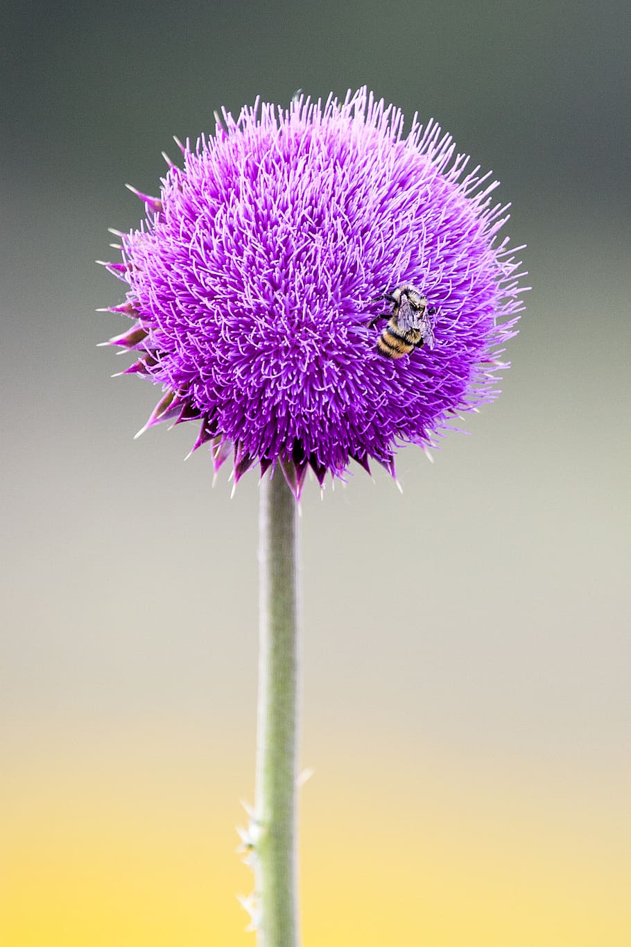 bee, flower, insect, bloom, spring, nature, pollen, nectar HD wallpaper