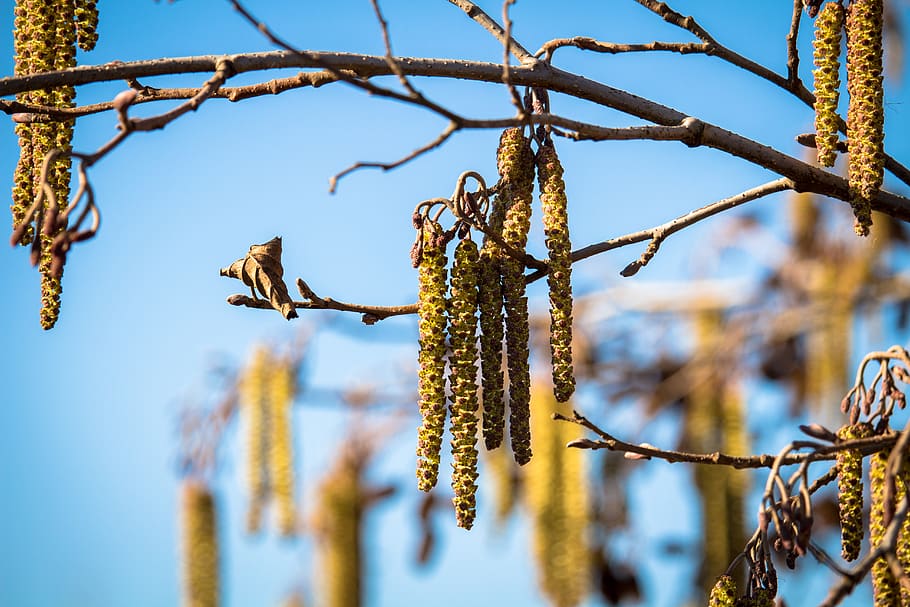spring, willow, blossom, bloom, tree, pussy willow, plant, vertebrate HD wallpaper