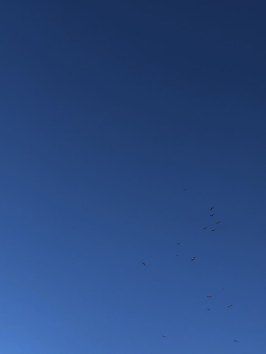 fly, sky, birds, blue, flying, animal, animal themes, vertebrate HD wallpaper