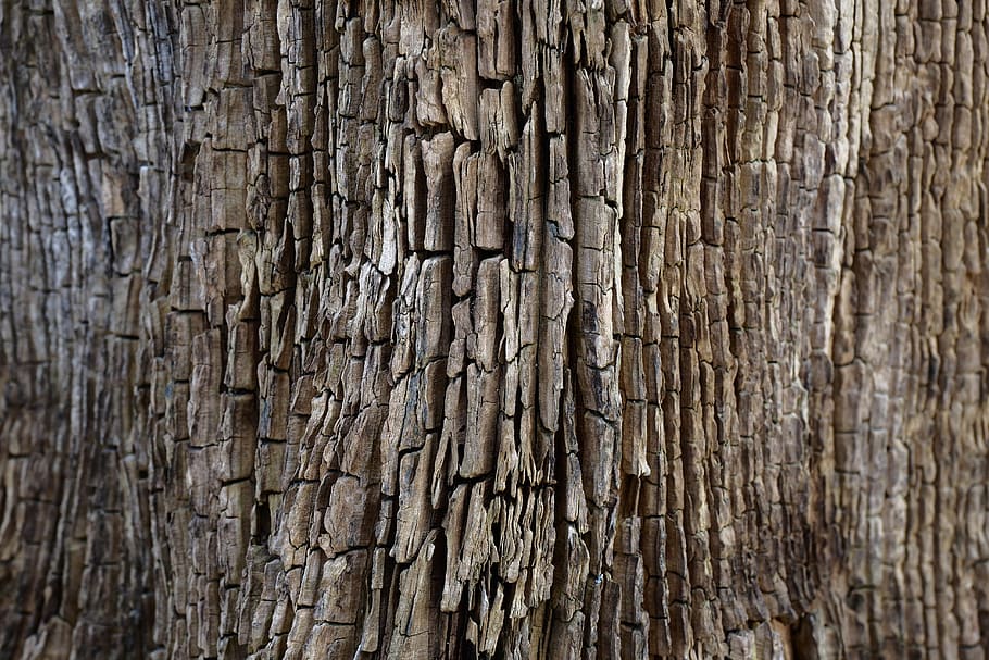 austria, vienna, bark, structure, wallpaper, tree, full frame HD wallpaper