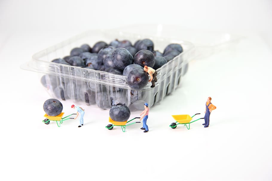 blueberries, transport, miniature figures, wheelbarrow, fruits