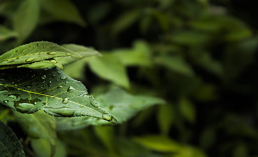 Macro Photography of Water Dew on Green Leaf Plant, drop, h2o HD wallpaper