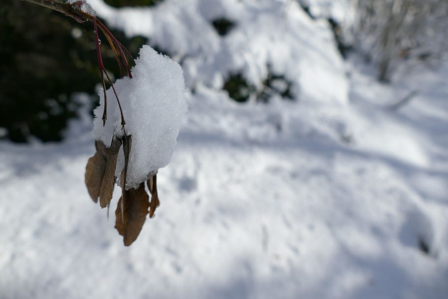 winter, tree, woods, forest, february, ice, snow, sky, blue HD wallpaper