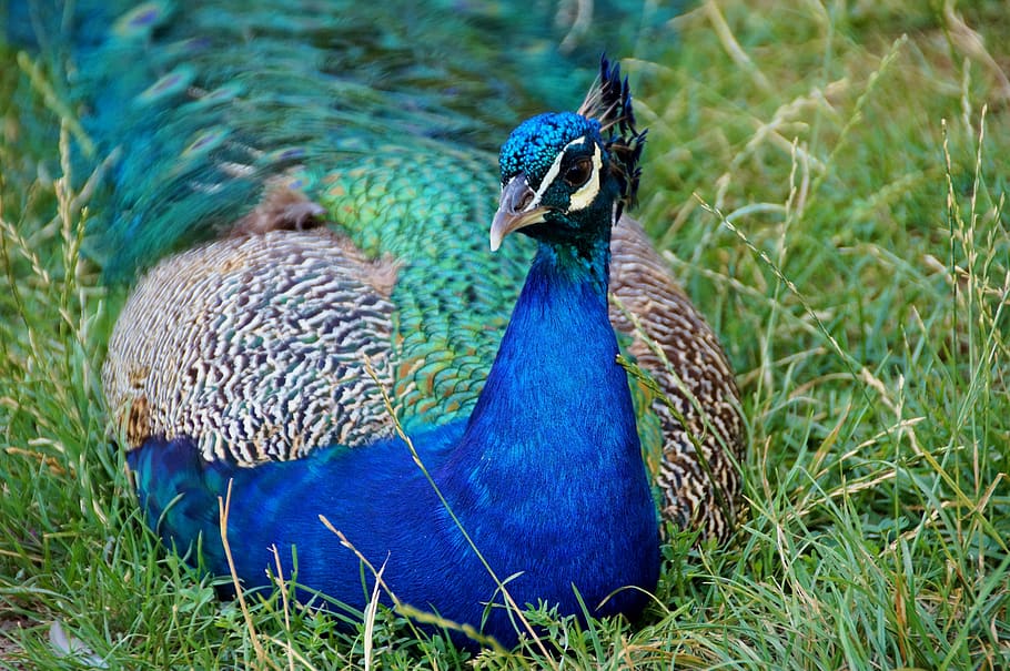 peacock, kur, feather, bird, kurovití, blue, green, beauty HD wallpaper