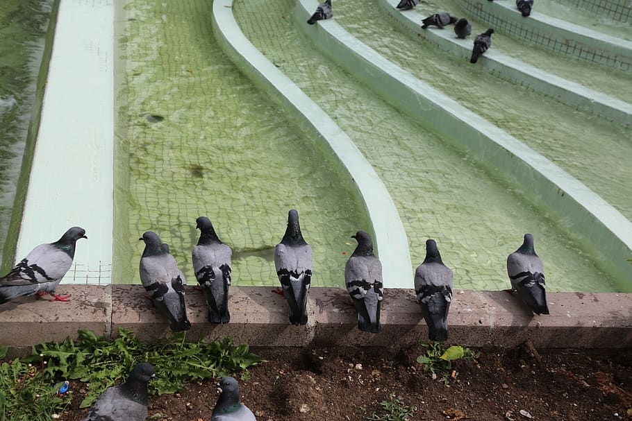 bird, pigeon, group of animals, vertebrate, water, high angle view HD wallpaper
