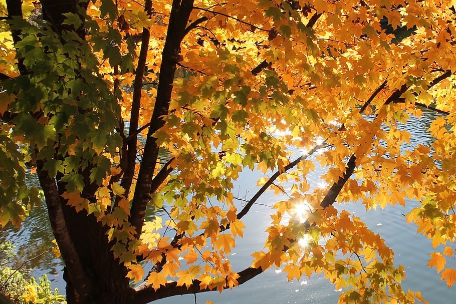 fall, yellow, leaves, tree, pond, sunlight, autumn, plant, change HD wallpaper