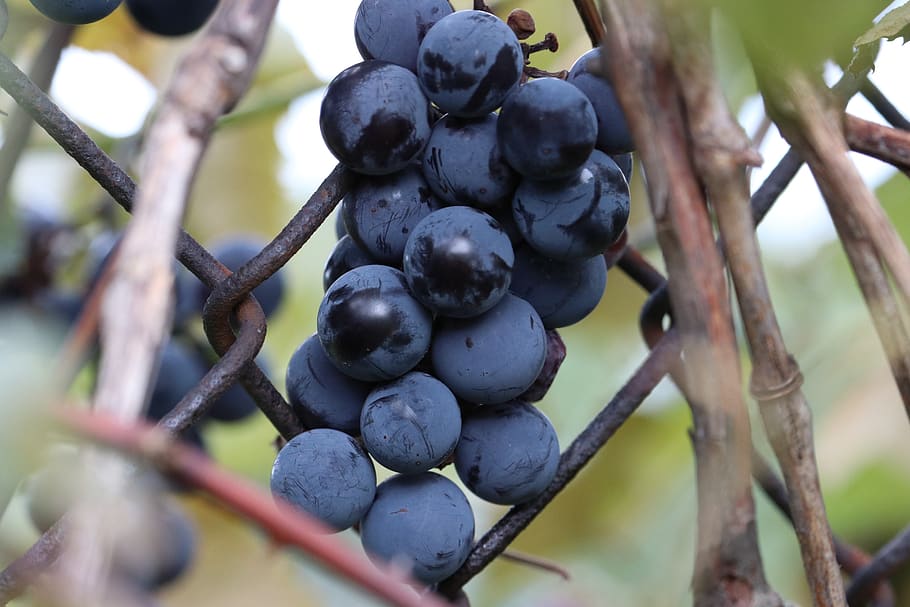 grapes, vine, wine, growing, healthy, sweet, food, fruit, food and drink HD wallpaper