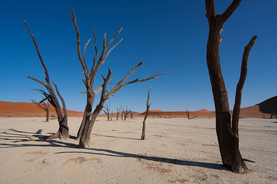 leafless trees on desert, sand, arid climate, land, sky, environment HD wallpaper