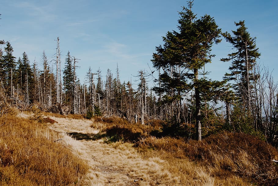 poland, plant, tree, sky, tranquility, tranquil scene, forest HD wallpaper