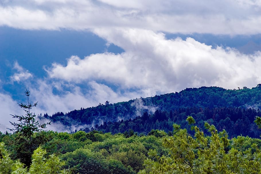 mist, fog, clouds, forest, trees, fir, landscape, puy de dôme HD wallpaper