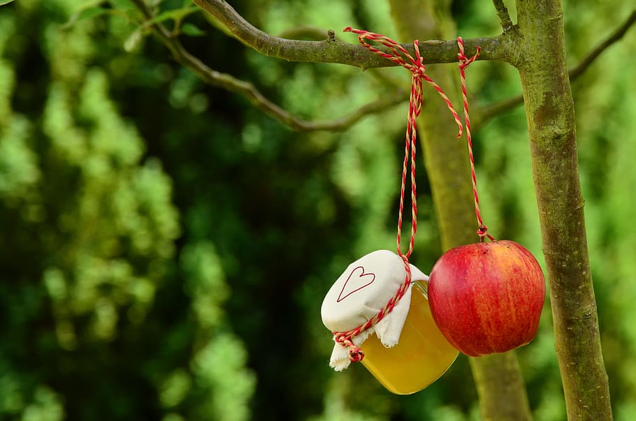 Red Apple Hanging on Tree at Daytime, apple juice, apple tree HD wallpaper