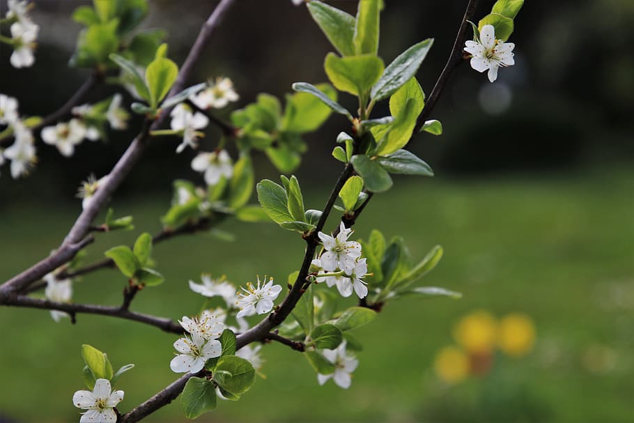 spring, sad, sprig, fruit tree, picnic, the smell of, flourishing HD wallpaper