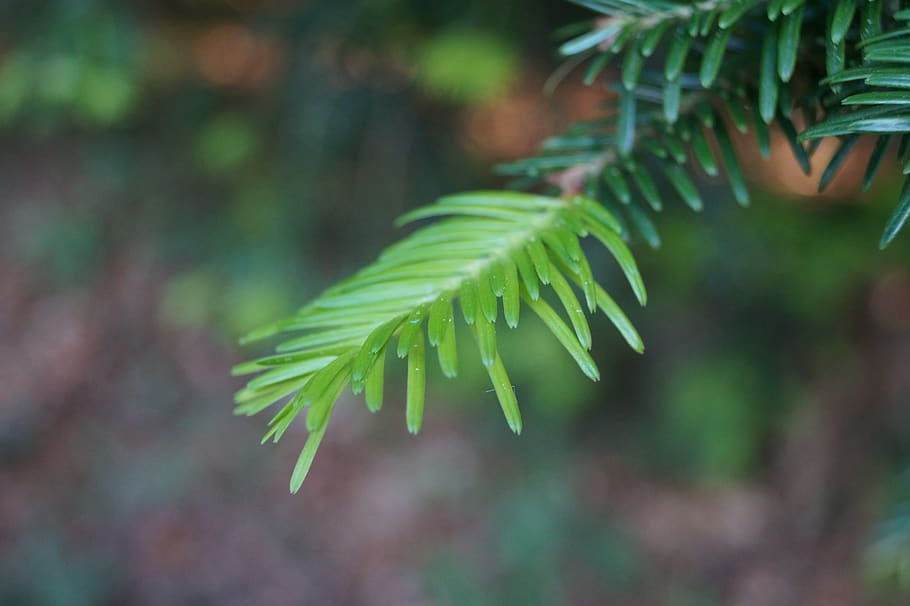 fir tree, autumn, forest, conifer, evergreen, spring, needle branch HD wallpaper